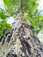 Looking up at a tall tree trunk with textured bark and green leaves reaching for the sky photo