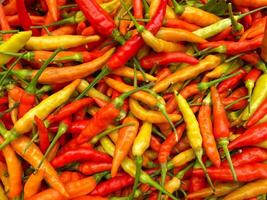 A large pile of red, yellow and orange hot peppers photo