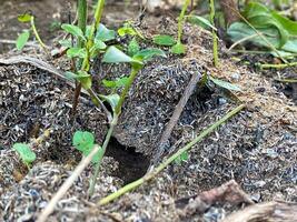 A small hole in the ground with plants growing out of it photo