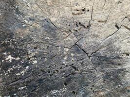 Aged tree stump displays weathered texture with cracks and boreholes revealing nature's story. photo
