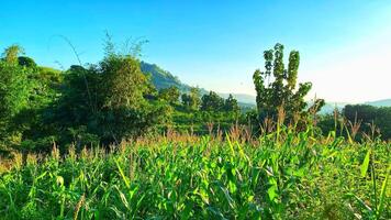 Lush cornfield basks in the morning sun against a backdrop of rolling hills and clear blue sky. photo