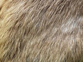 Close up of a brown and white fur photo