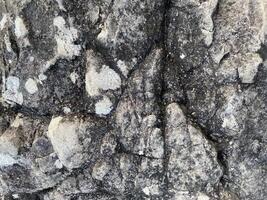 Textured rock displays intricate patterns of gray shades and subtle organic growth. photo
