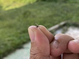 A small insect is being held by a person's finger photo
