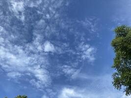 Wispy clouds drift across a vibrant blue sky framing the lush green foliage of a tree. photo
