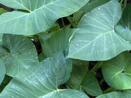 A close up of a plant with water droplets on it photo
