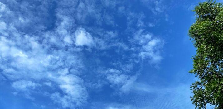 Blue sky adorned with soft clouds and a vibrant tree on a sunny day. photo