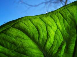 A close up of a large green leaf photo