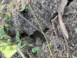 A close up of a plant with holes in it photo