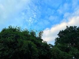 Lush green treetops reach for a bright blue sky filled with soft white clouds on a sunny day. photo