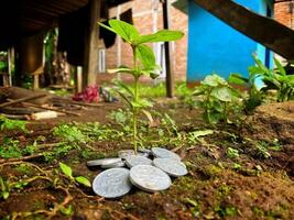 Small plant growing from a pile of coins symbolizes investment and financial growth concept. photo