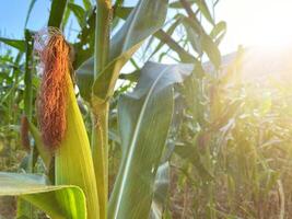 Corn plant in the field with sun shining photo