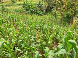 Lush green cornfield stretches across the landscape under the warm daylight sun in summer. photo