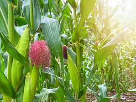 Lush green corn stalks reach for the sun in a vibrant field of ripening crops. photo
