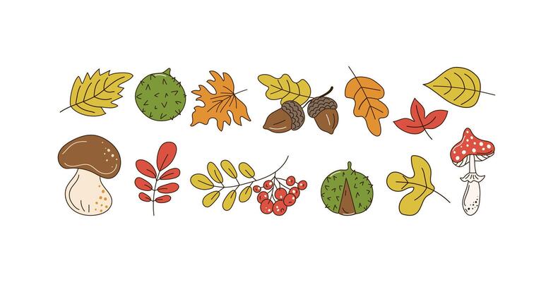 Autumn leaves. Set mushroom, fly agaric, acorns, berries. Banner. Autumn, harvest. Doodles, drawings, sketch. Oak leaf, rowan branch. Natural botanical illustration. Leaf fall.