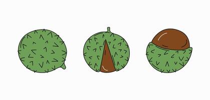 Chestnut set of drawings for seasonal projects, natural banners, cards. Hand drawn, doodles. Autumn. Natural botanical illustration. vector