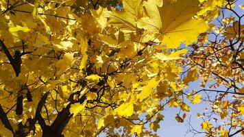 Golden maple leave on tree branches gently swaying in the wind at sunny day. Lush autumn yellow foliage swinging on breeze at forest. Beautiful colorful fall season. Close up Slow motion photo