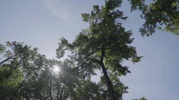The Serene Sunlit Canopy in a beautifully lush green forest is a true marvel of nature. Clip video