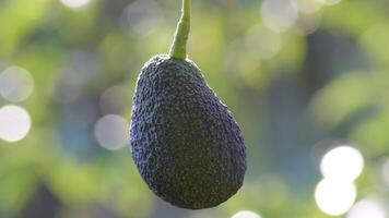 Natural hass avocado hanging in a avocado tree a sunny day video