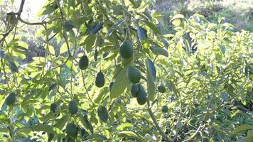 Hass avocados hanging in a avocado tree a sunny day video