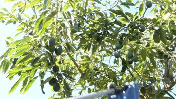 Harvest with pole of natural hass avocados fruit in a avocado tree video