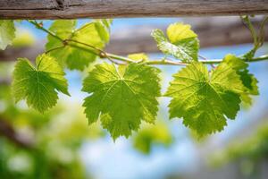 Green grape leaves are illuminated by sunlight, showcasing their vibrant color and intricate textures against a blurred natural background, representing growth and vitality photo