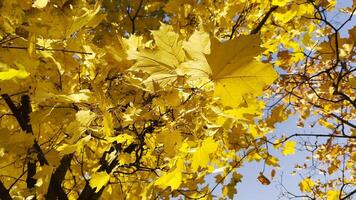 Golden maple leaves on tree branches gently swaying in the wind at sunny day. Lush autumn yellow foliage swinging on breeze at forest. Beautiful colorful fall season. Close up Slow moti photo
