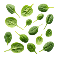 Fresh baby spinach leaves are scattered across a stark transparent background creating a vibrant, nutritious food pattern. png