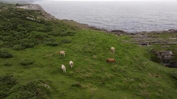 Cows graze on a lush green meadow beside the sea under a cloudy sky, showcasing a serene rural landscape video