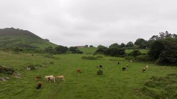 Cattle grazing in a field move slowly towards a distant farm under a cloudy sky, creating a serene rural scene video