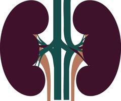Kidney anatomy showing human internal organs urinary system structure and renal vessels illustration vector