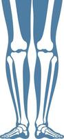Human leg bone anatomy illustration showing skeletal structure of lower limbs in blue color for medical education and health awareness vector