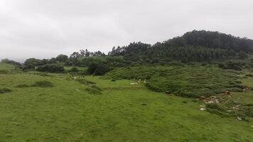 Cows graze peacefully in a green meadow, surrounded by hills under a cloudy sky on a tranquil day video
