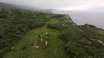 Cattle walking in single file along a rocky path near a foggy, green coastline creates a serene rural scene video