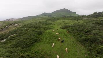 Herd of cows walking along a path in a green field, with a picturesque mountain backdrop under a clear sky video