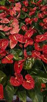 Vibrant red anthurium flowers in lush green foliage c photo