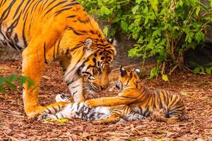 Sumatran tiger with two little cubs photo