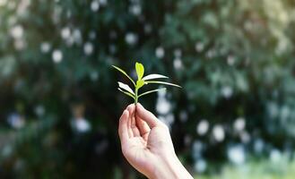 Hand holding green sapling isolated on nature background. Blurred green bokeh. Environmental concept. photo
