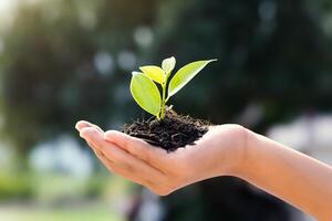 Hand holding soil and green sapling isolated on nature background. Green bokeh blur. Environment concept. Earth Day photo