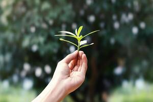 Hand holding green sapling isolated on nature background. Blurred green bokeh photo