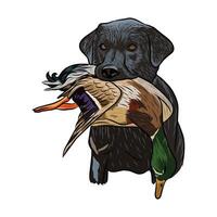Close-up of a black Labrador with a dead mallard duck in its mouth. vector
