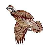 Dynamic quail illustration in flight, perfect for hunting or outdoor themes. vector