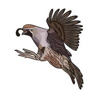 Elegant quail in mid-air, a classic emblem for hunting and wildlife enthusiasts. vector
