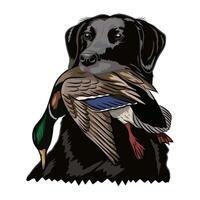 Black Labrador proudly holding a mallard duck after a successful hunt. vector