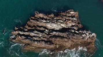 Drone hovers over seal rock as seals enjoy their afternoon nap video