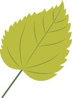 Tropical Leaf Element with Cartoon Design. Isolated on White Background vector