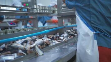 Process and production line in canned fish factory video