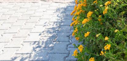 Vibrant yellow flowers blooming alongside a textured stone pathway in a sunny outdoor setting Banner photo