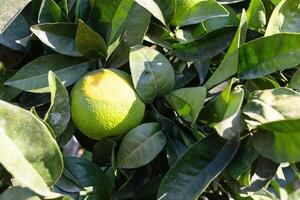 Fresh green unripe orange fruit growing among lush green leaves in a vibrant garden setting photo