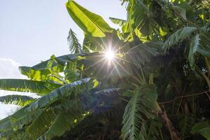 Sunlight filtering through lush green banana leaves in a tropical garden setting photo